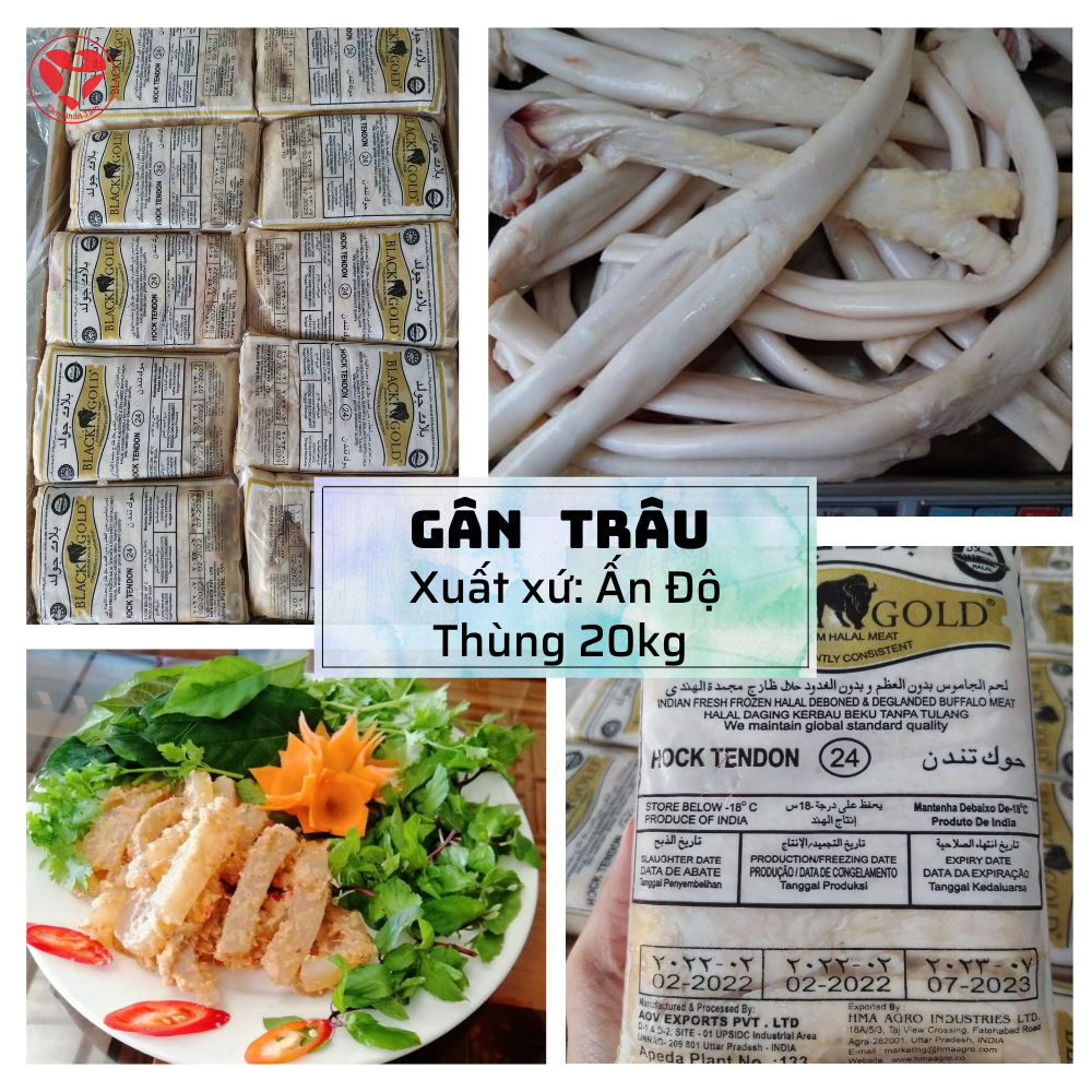 Gân Y Trâu Ấn Độ